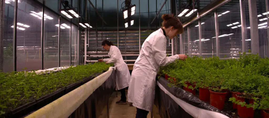 Grassland researchers in a greenhouse with clover plants in pots.